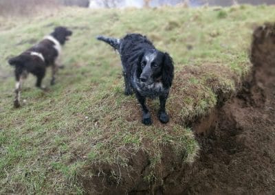 blue roan cocker spaniel