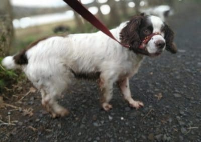 dog using dogmatic head collar