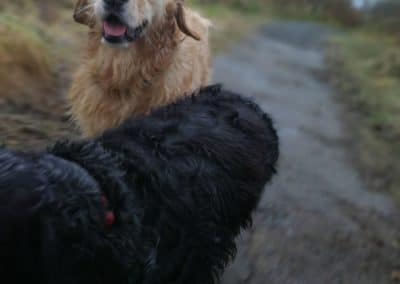 wet golden retriever