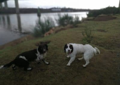 Two springer spaniels