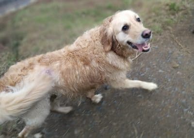 happy golden retriever