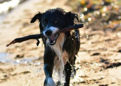 border collie carrying stick