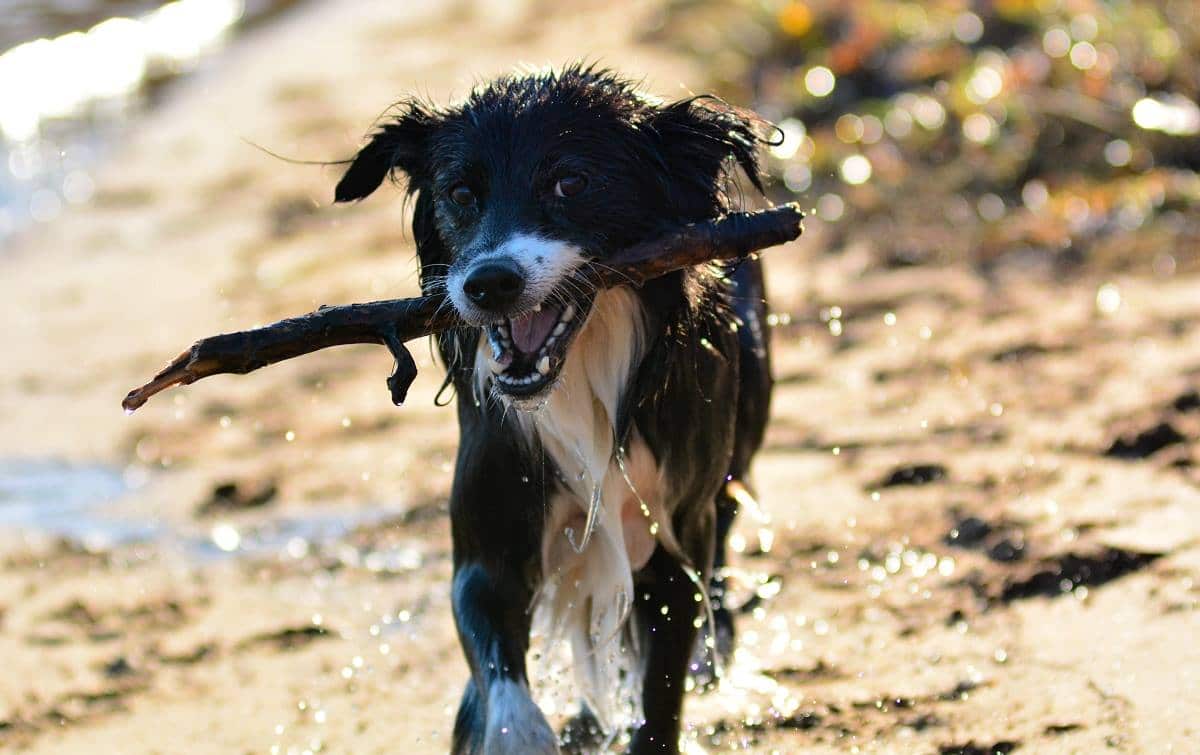 border collie carrying stick