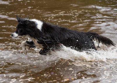 border collie jumping into water