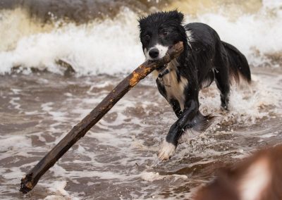 border collie with huge stick