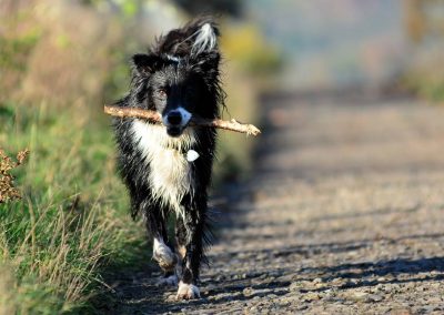 border collie with stick in mouth