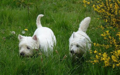 Mack and Jack west highland terriers