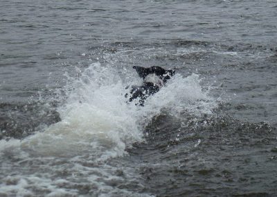 sprollie swimming