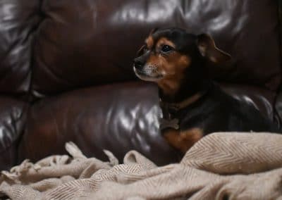 king charles cross dog