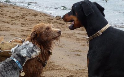 Ruby and Rory Blue, Ruby and Rory
