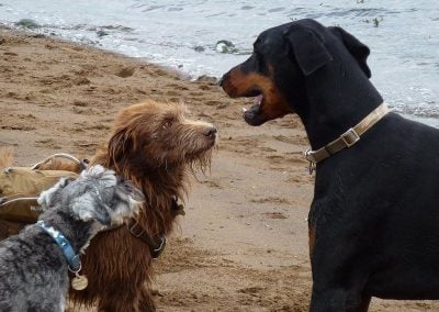Blue, Ruby and Rory
