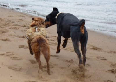 dogs running together on beach