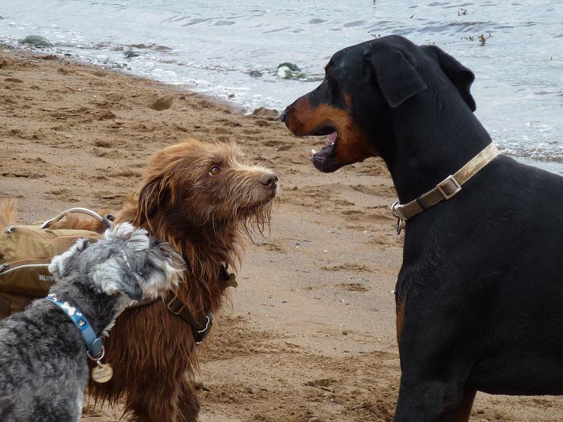 Blue, Ruby and Rory