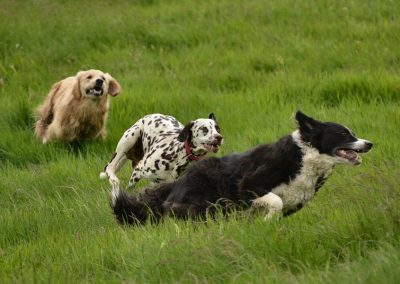 3 dogs running