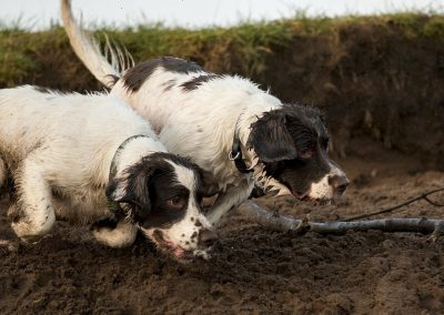 springer spaniels on sand