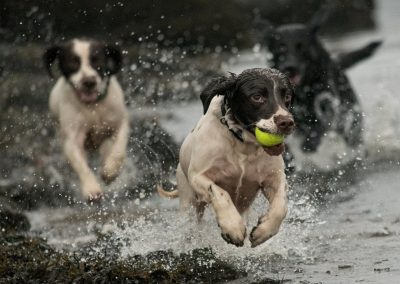 Spaniel running through water with ball in mouth
