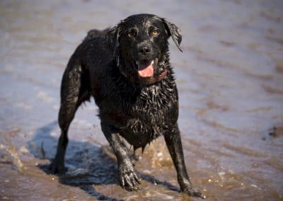 excited black labrador