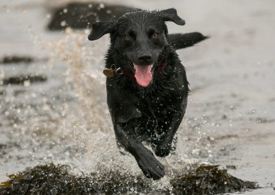 happy black lab