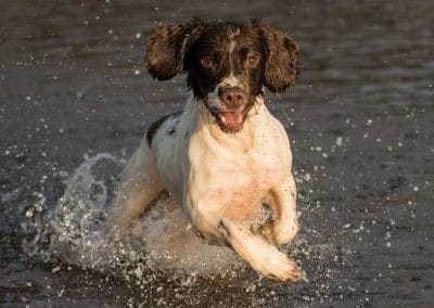 happy springer spaniel in water