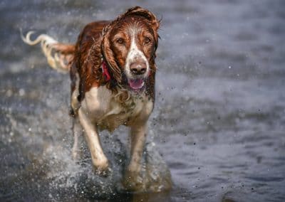 Welsh springer spaniel running in water