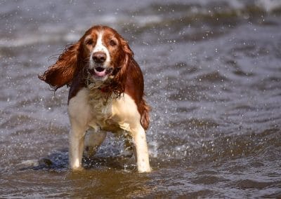 welsh springer standing in river