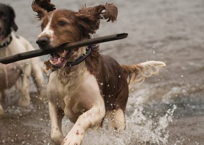 Welsh springer spaniel with stick in mouth