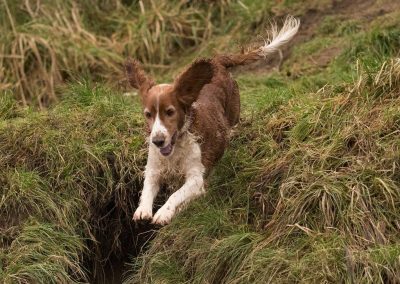 welsh springer jumping