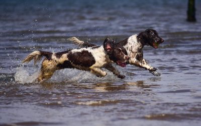 Daisy and Flo at Parklea dogs running in parklea beach