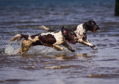 dogs running in parklea beach
