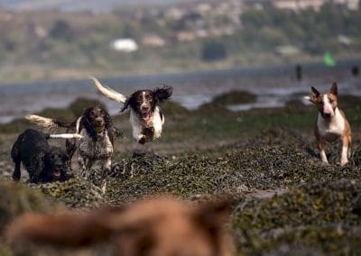 dogs running on seaweed covered beach