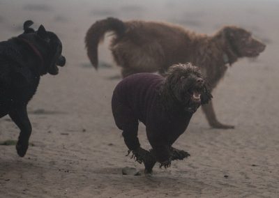 dog wearing equafleece