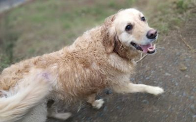 elsa's back Elsa the golden retriever