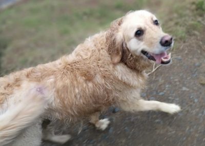 Elsa the golden retriever