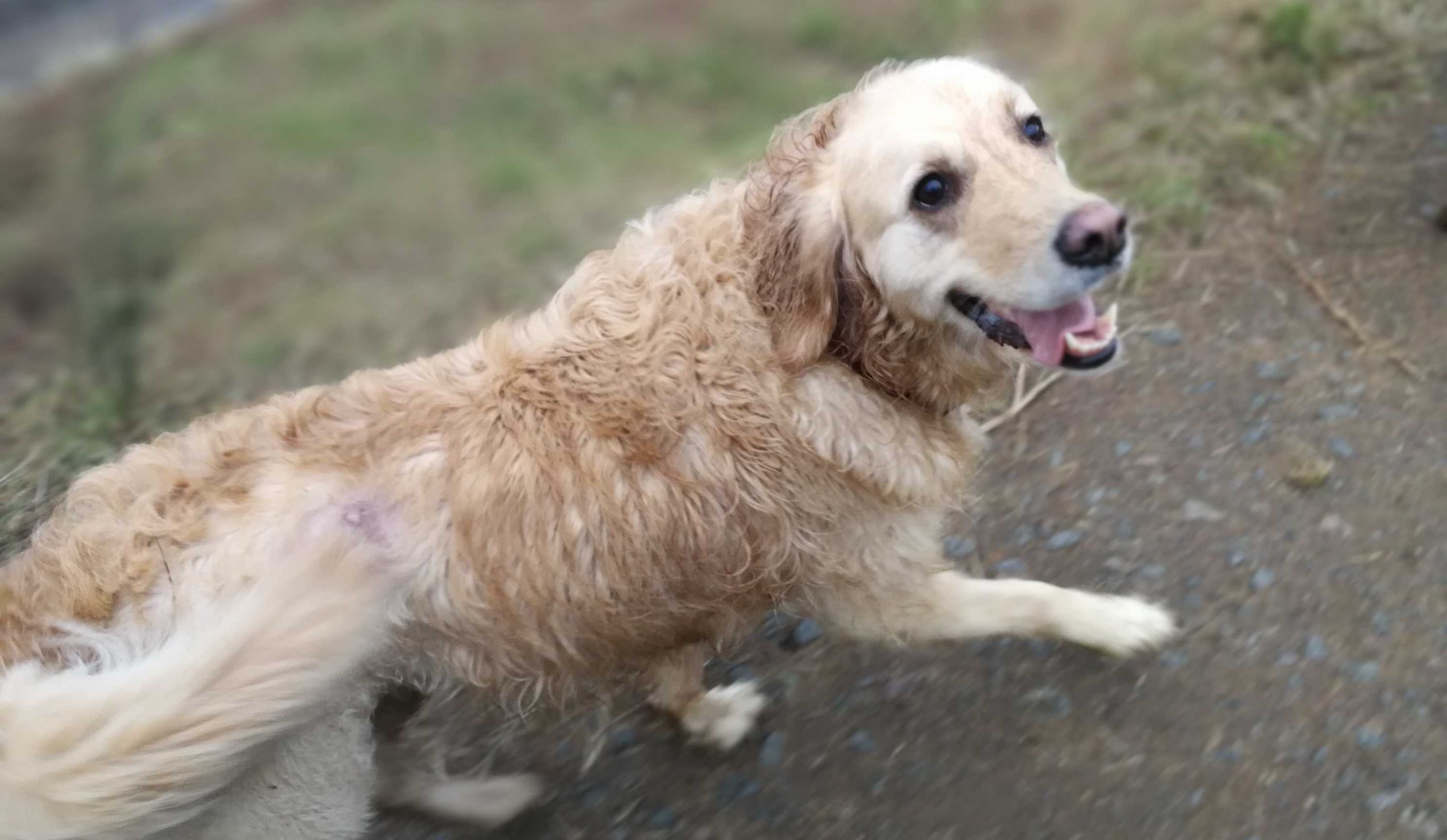 Elsa the golden retriever