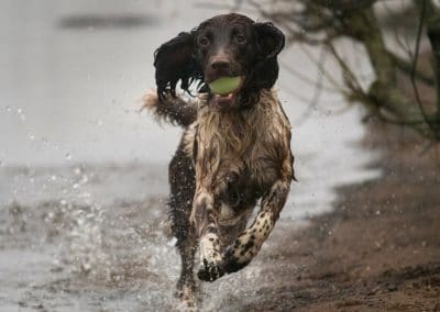 springer on shore line