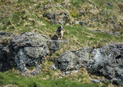 dog on a hill