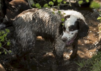 dirty springer spaniel in burn