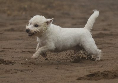 Running west highland terrier