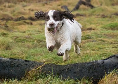jumping springer
