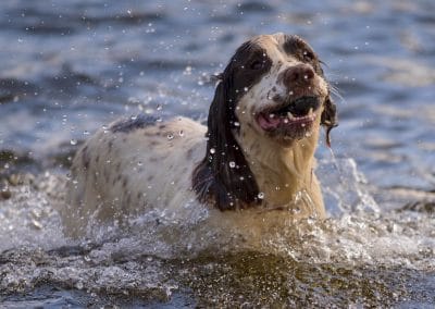 Springer spaniel splashing in water