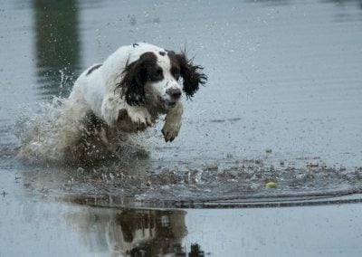 Spaniel getting ball