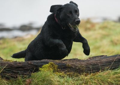 labrador jumping