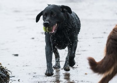 happy wet labrador