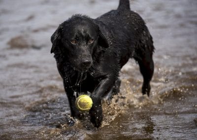 dog dropping ball