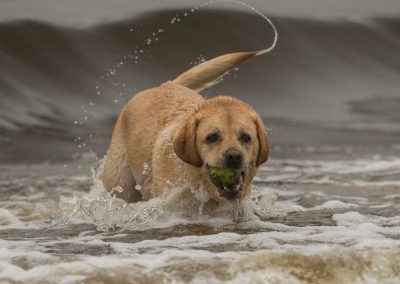 labrador with big wave