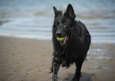 black gsd on a sunny day