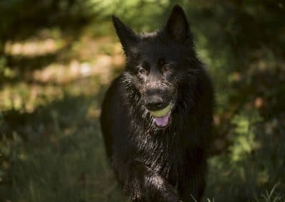 GSD in the shade