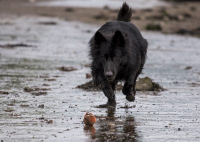 GSD chasing a ball