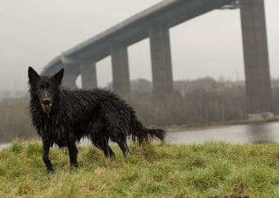 Dog at Erskine bridge