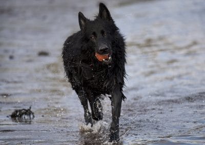 happy GSD with ball